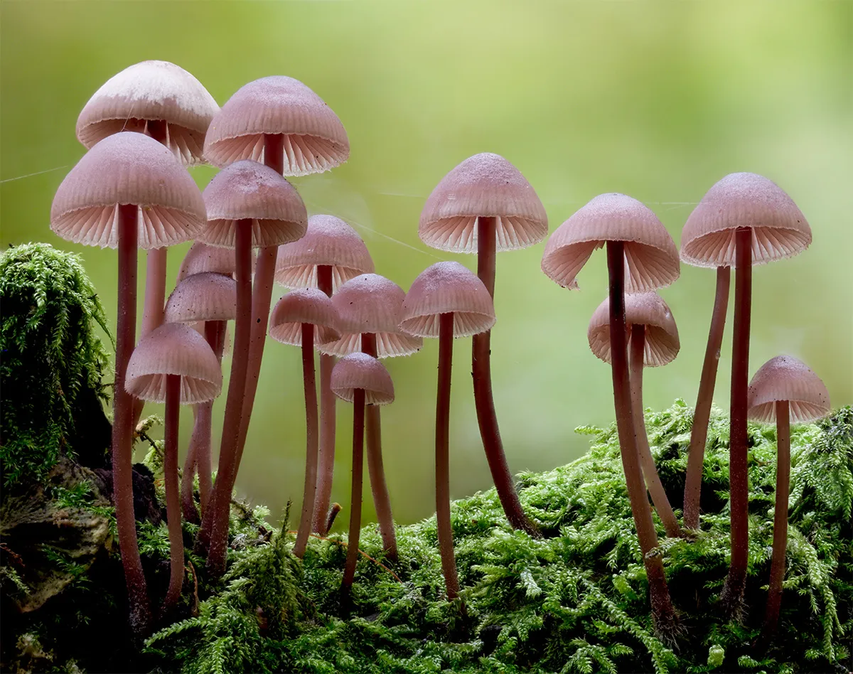 Other Mushrooms 2024 11