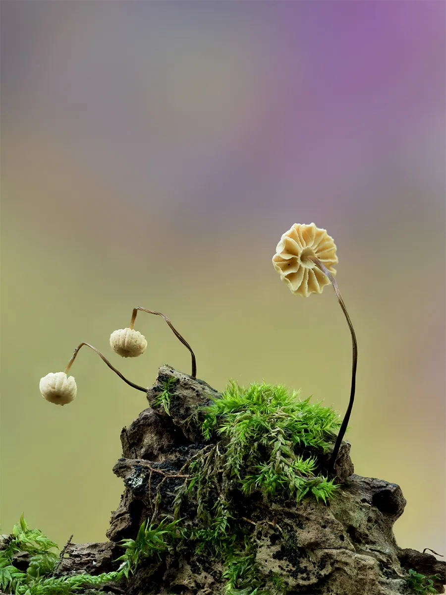 Other Mushrooms 2024 13
