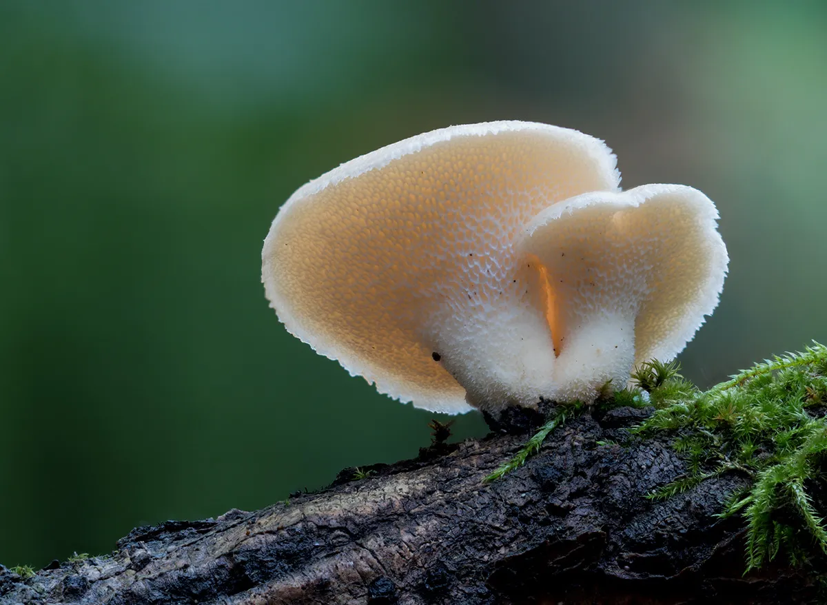 Other Mushrooms 2024 14