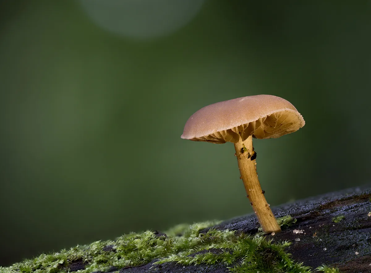 Other Mushrooms 2024 15