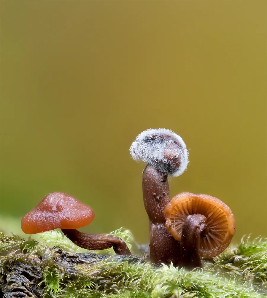 Other Mushrooms 2024 16