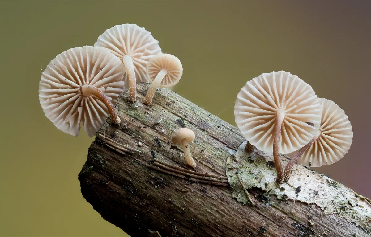 Other Mushrooms 2024 19