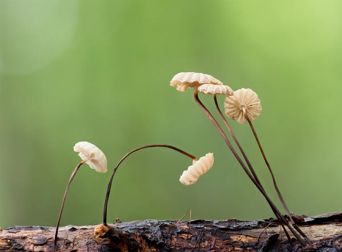 Other Mushrooms 2024 22