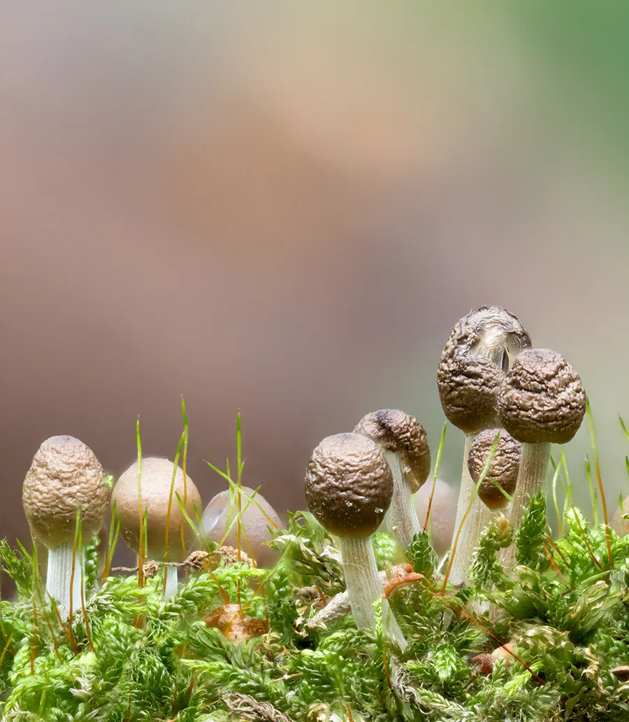 Other Mushrooms 2024 25