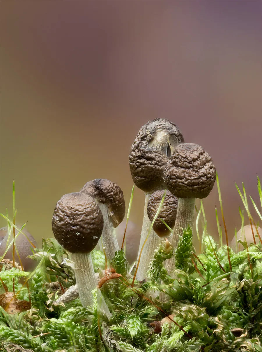 Other Mushrooms 2024 26