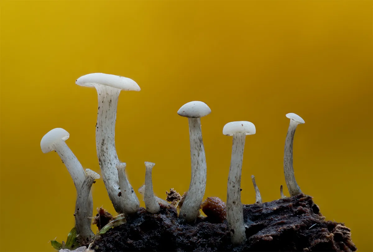 Other Mushrooms 2024 27