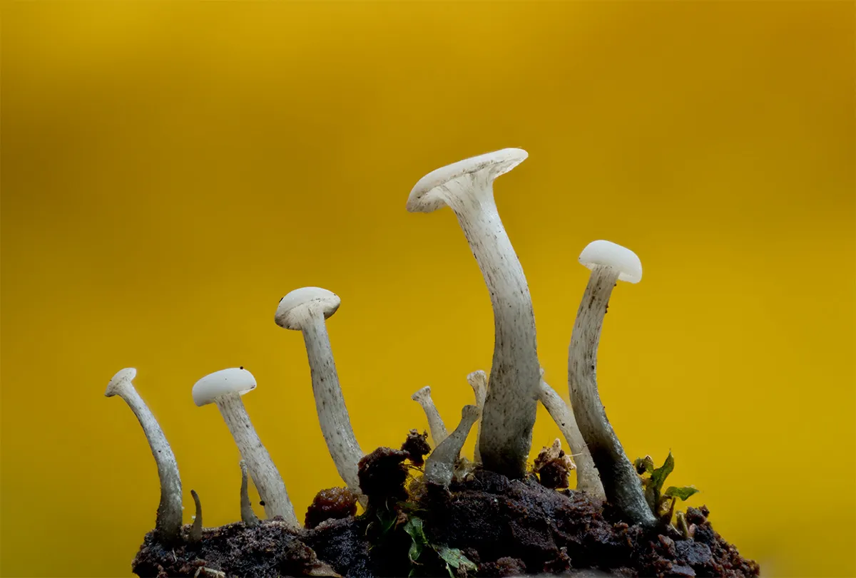 Other Mushrooms 2024 28