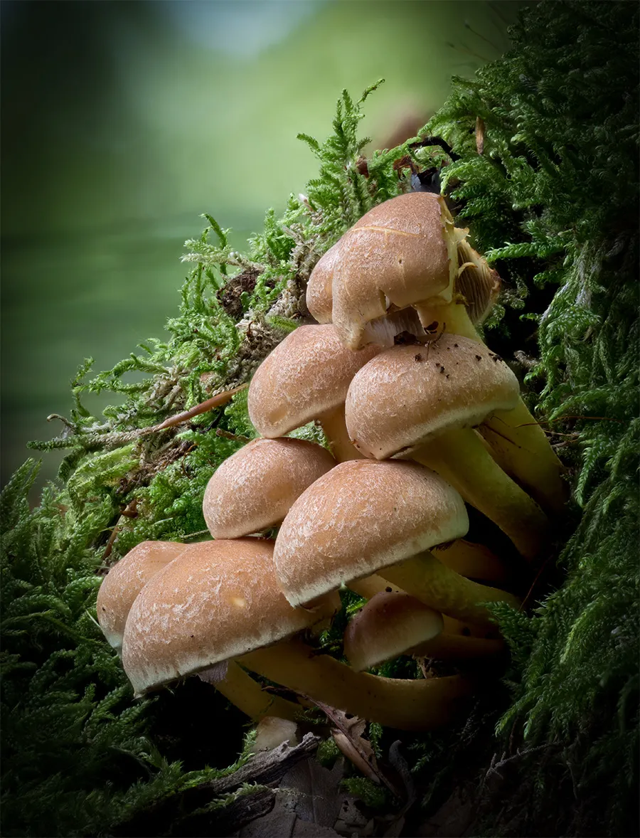 Other Mushrooms 2024 29