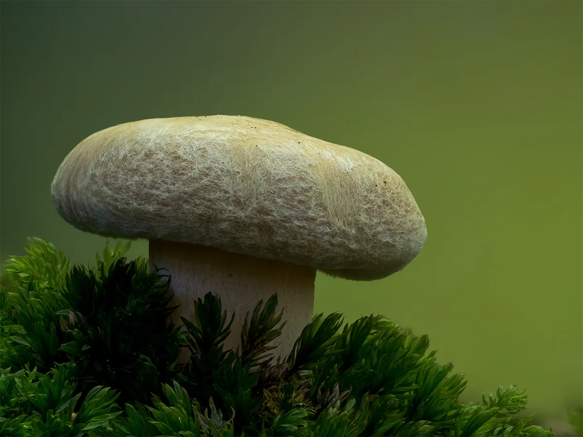 Other Mushrooms 2024 30