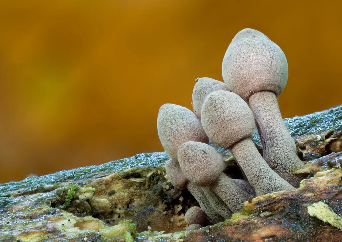 Other Mushrooms 2024 31