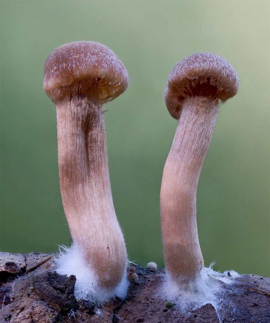 Other Mushrooms 2024 32