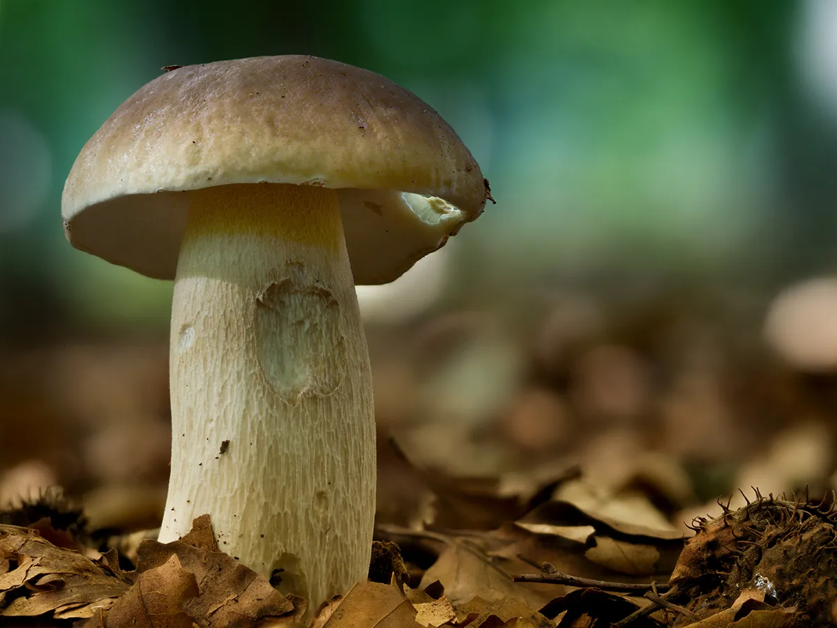 Other Mushrooms 2024 37