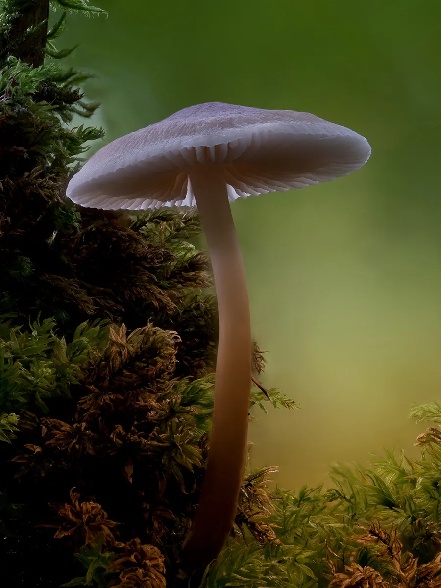 Other Mushrooms 2024 38