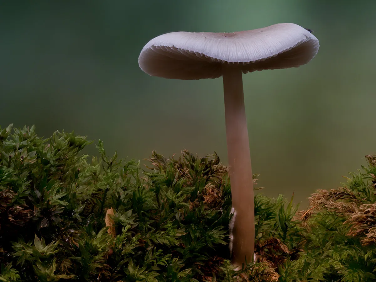 Other Mushrooms 2024 39