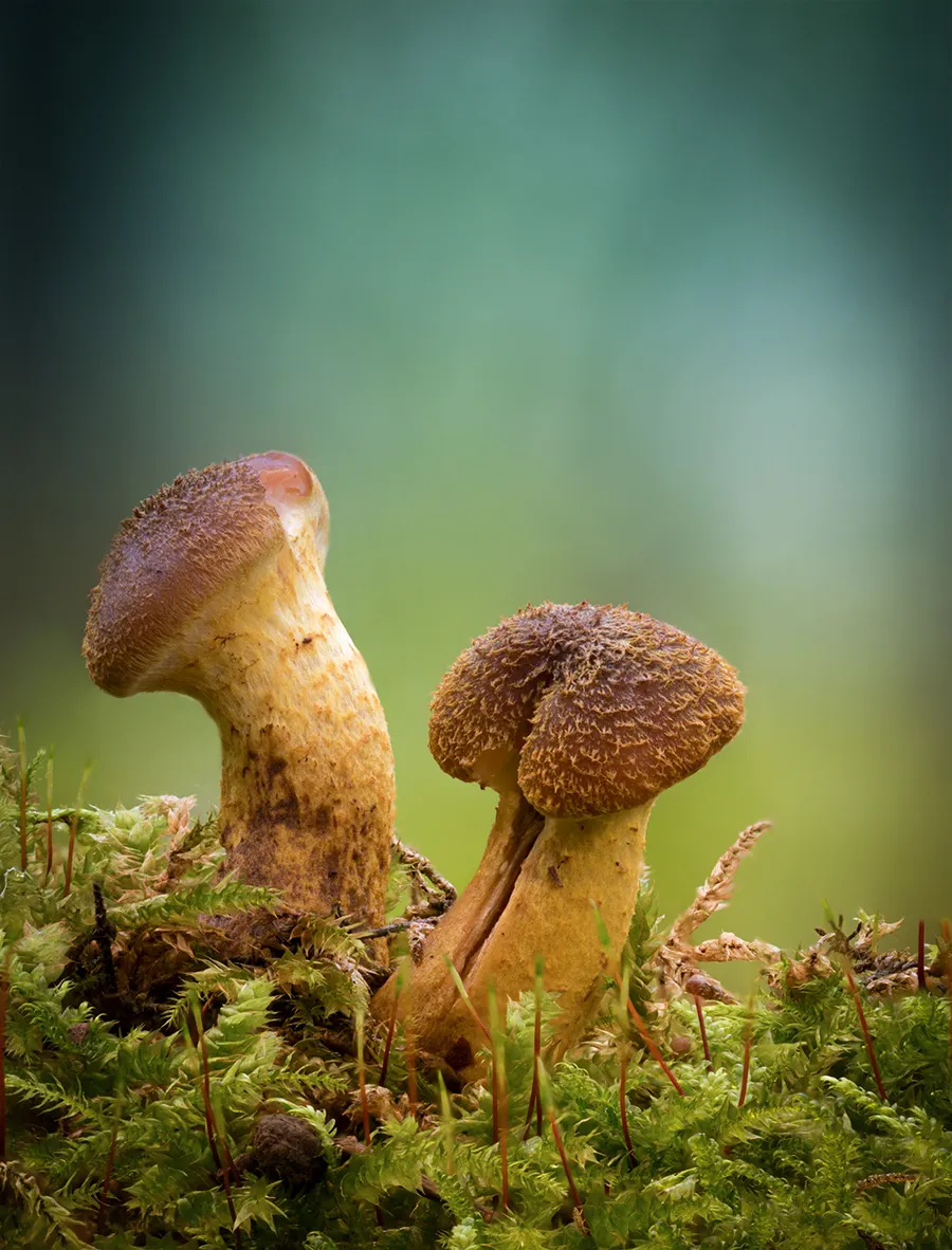 Other Mushrooms 2024 4