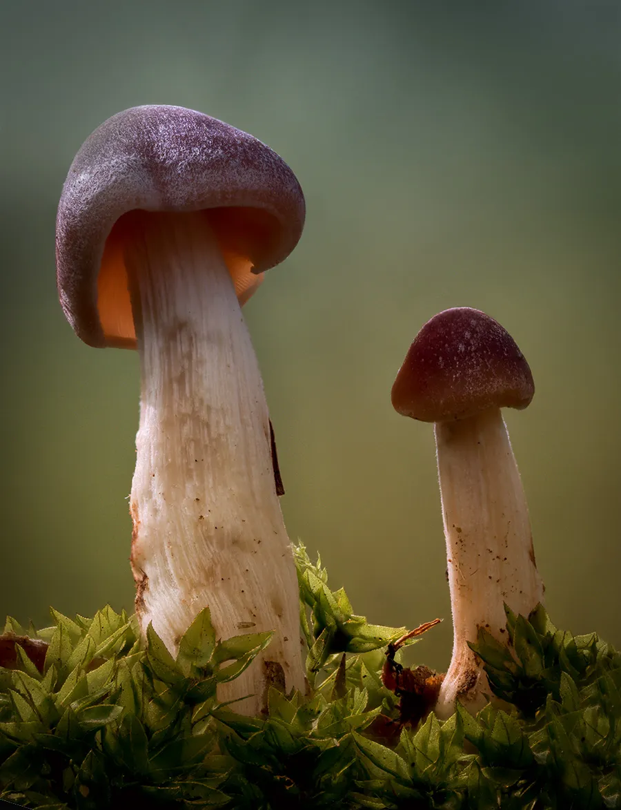 Other Mushrooms 2024 45