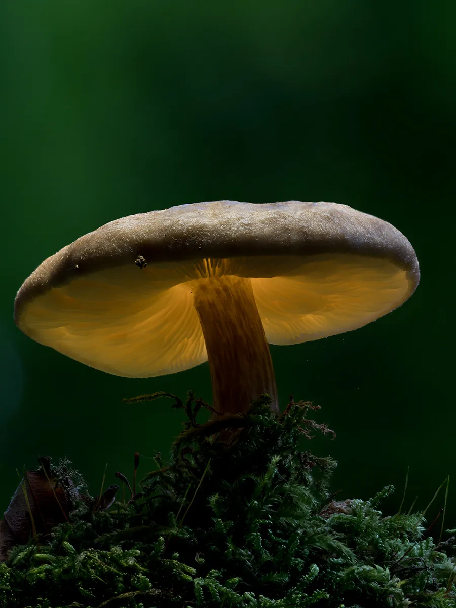 Other Mushrooms 2024 46