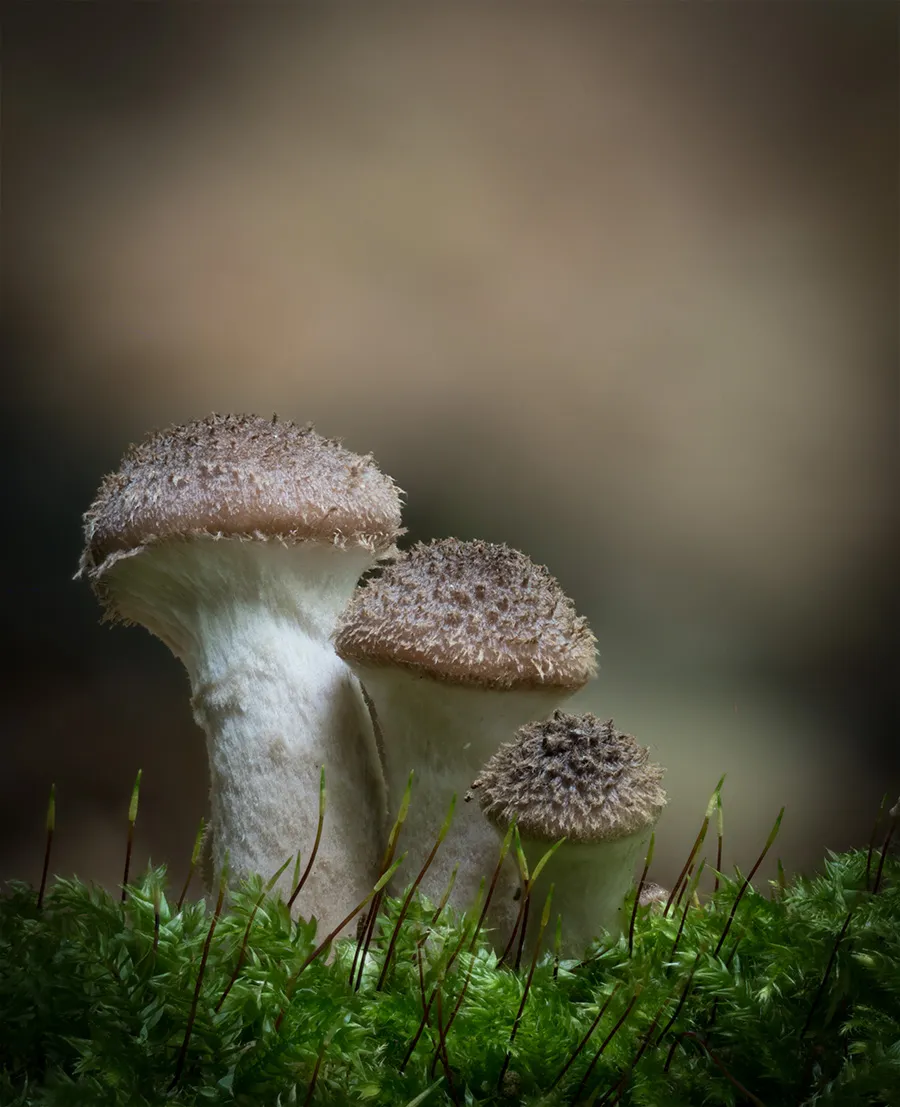 Other Mushrooms 2024 47