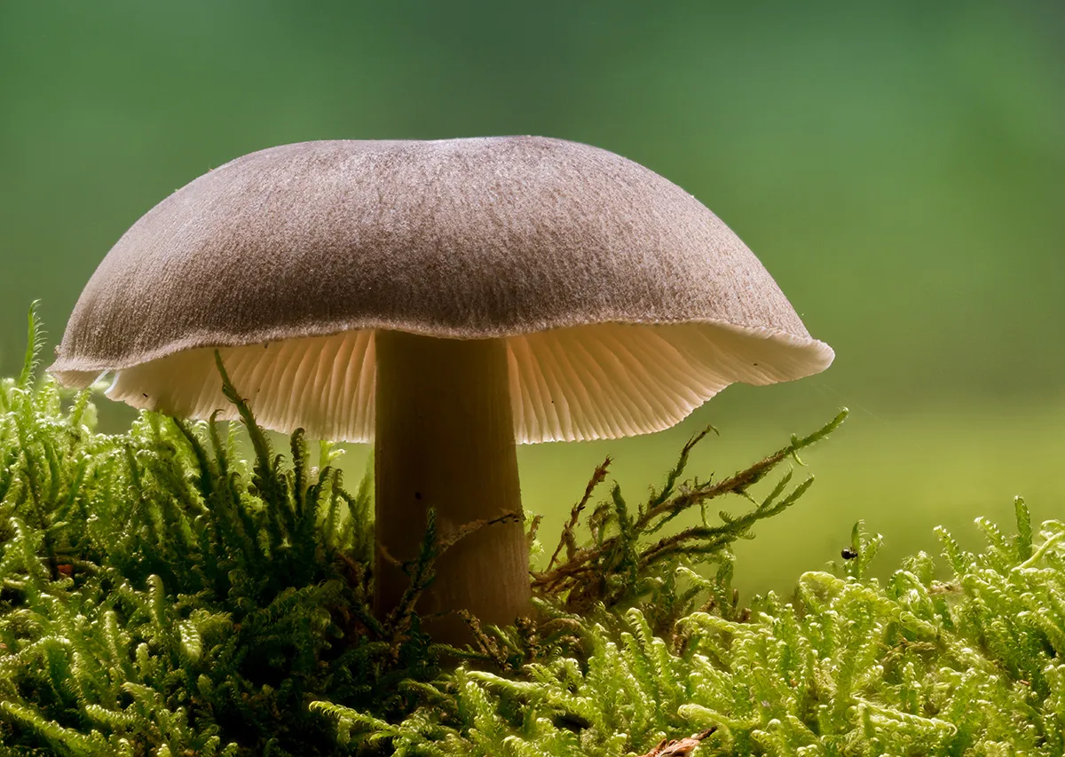 Other Mushrooms 2024 48