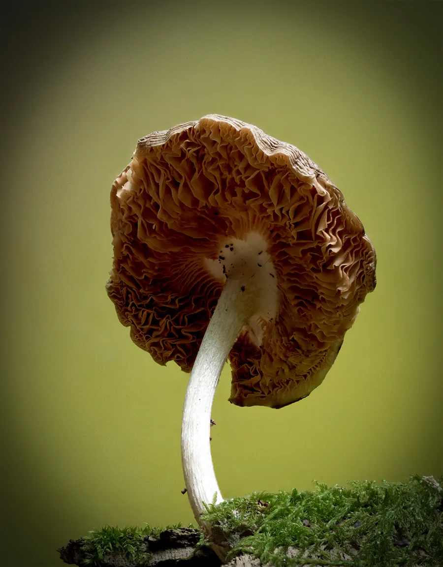 Other Mushrooms 2024 49