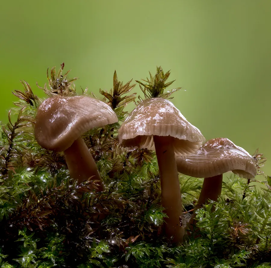 Other Mushrooms 2024 50