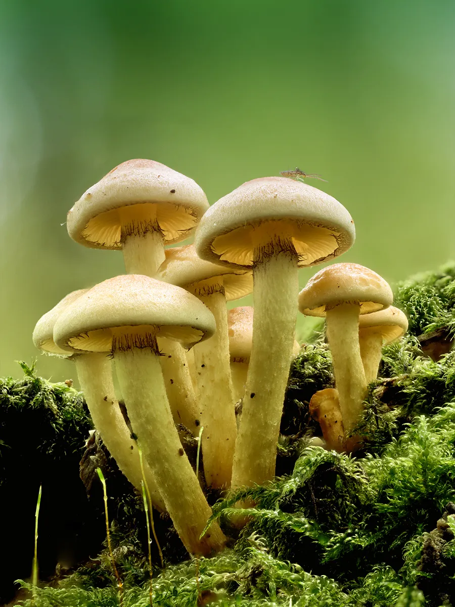 Other Mushrooms 2024 53