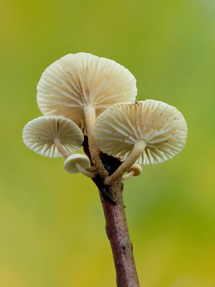 Other Mushrooms 2024 54