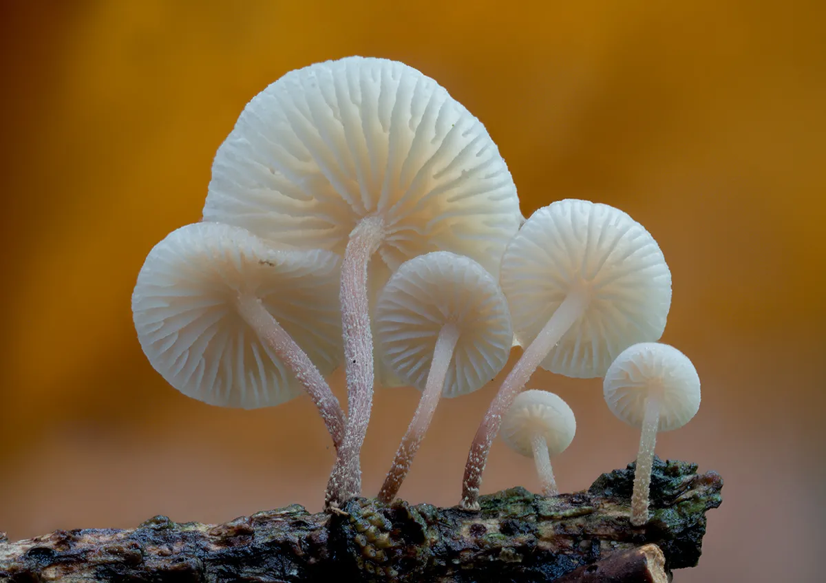 Other Mushrooms 2024 55