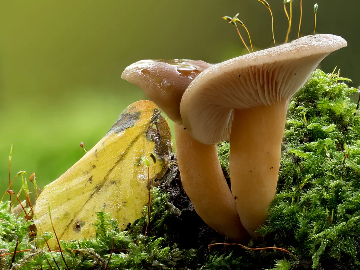 Other Mushrooms 2024 56