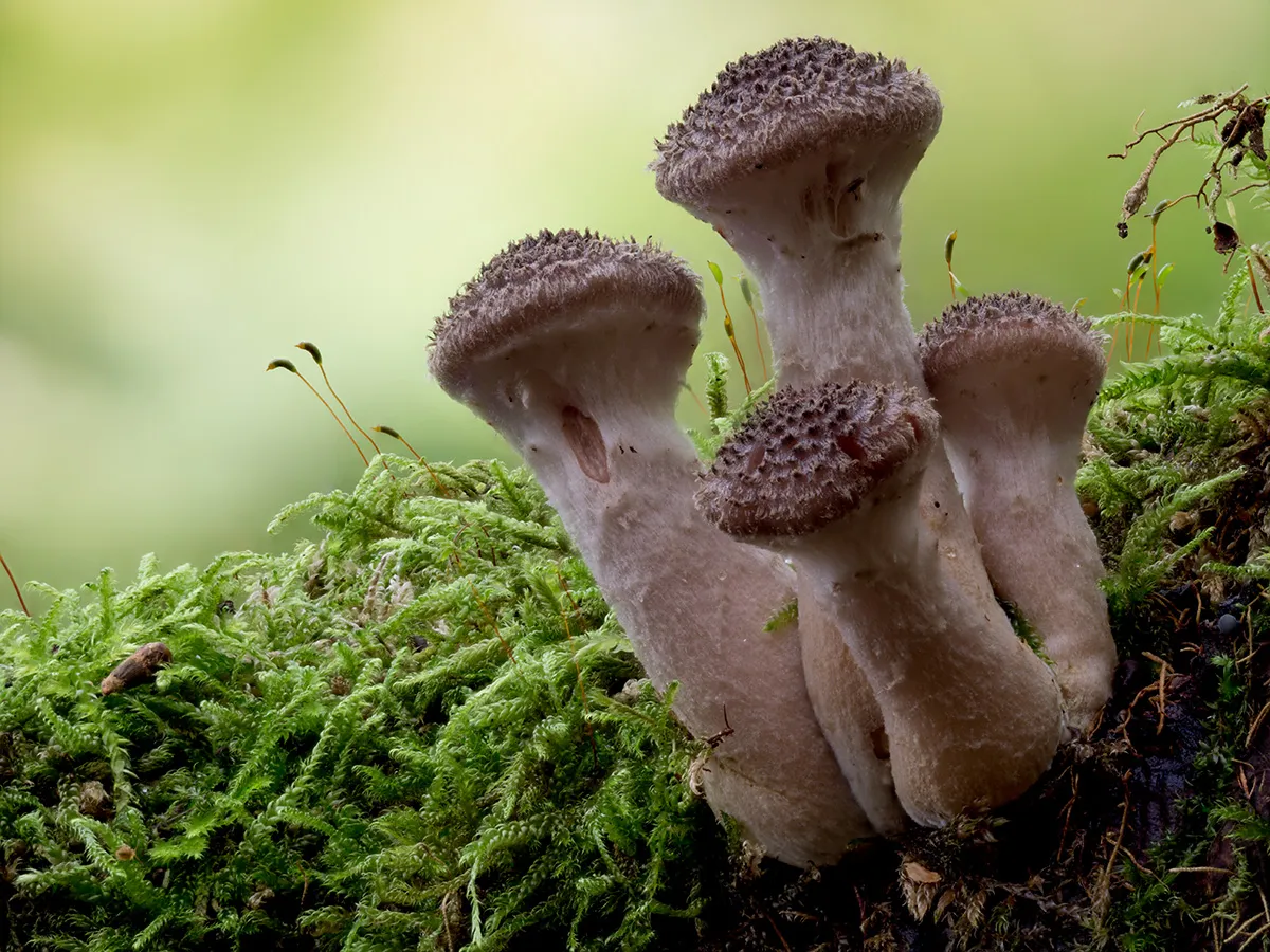 Other Mushrooms 2024 58