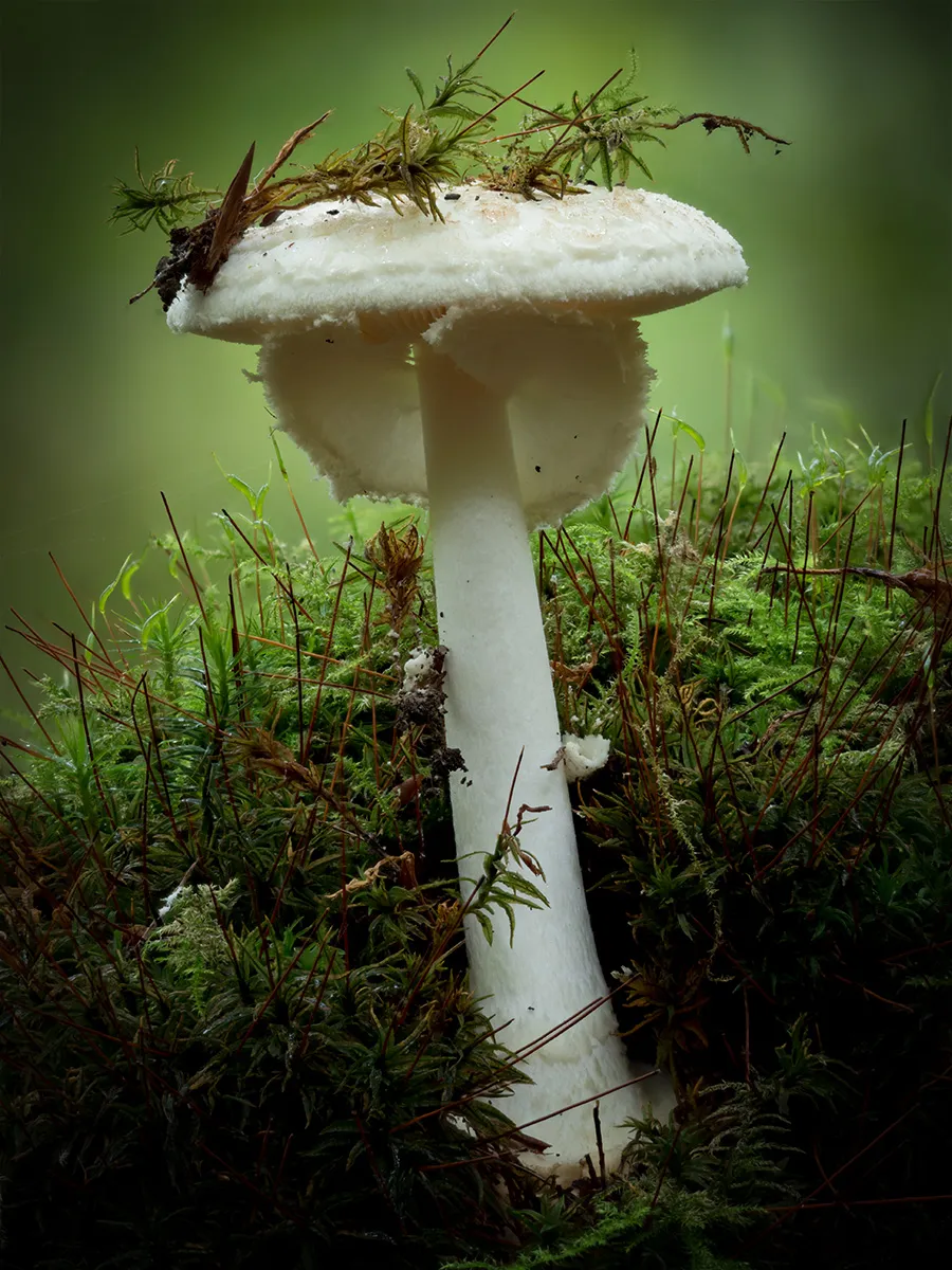 Other Mushrooms 2024 59