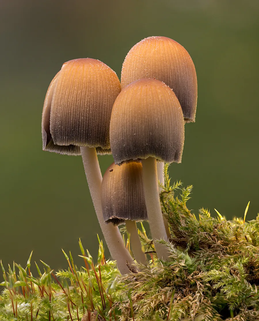 Other Mushrooms 2024 6