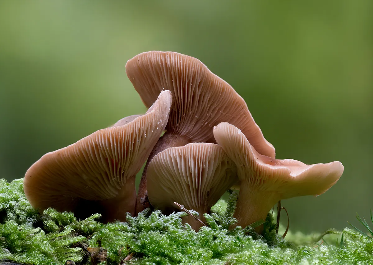 Other Mushrooms 2024 60