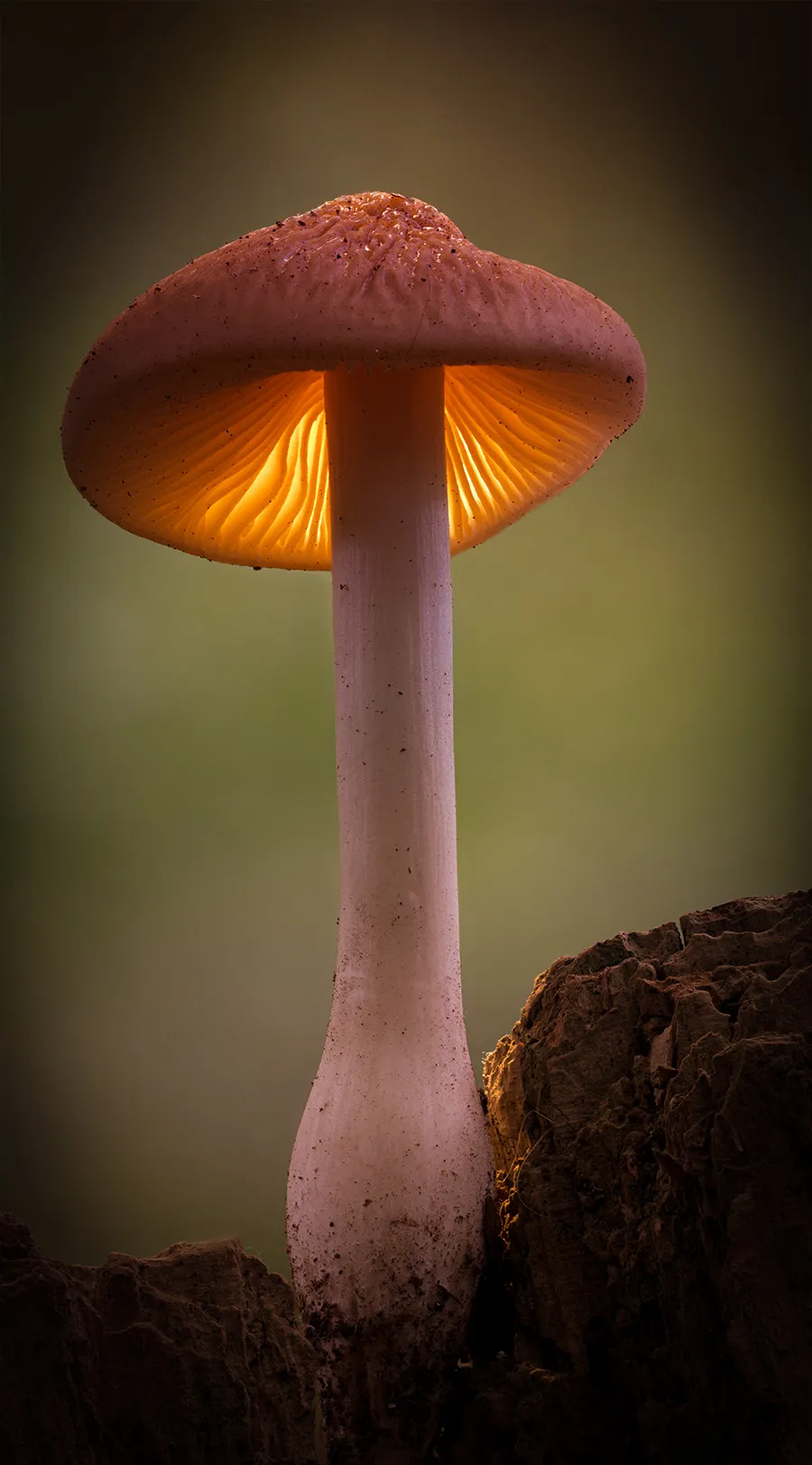 Other Mushrooms 2024 7