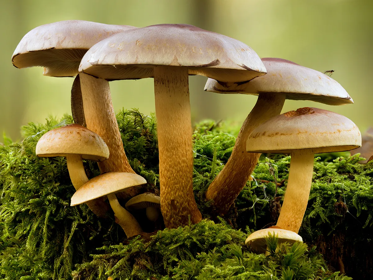 Other Mushrooms 2024 8