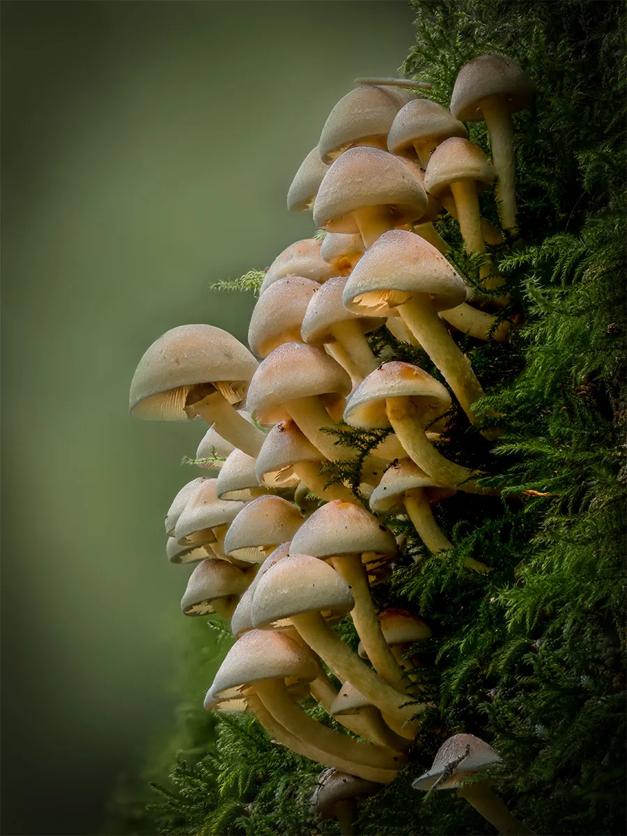 Other Mushrooms 2024 9