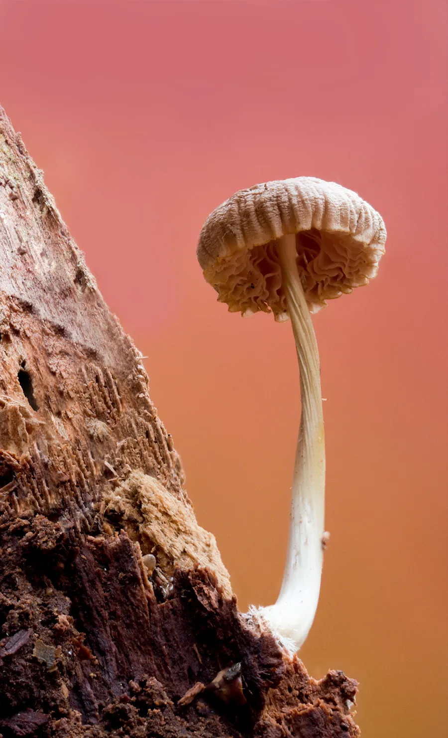 Other Mushrooms 2025 1