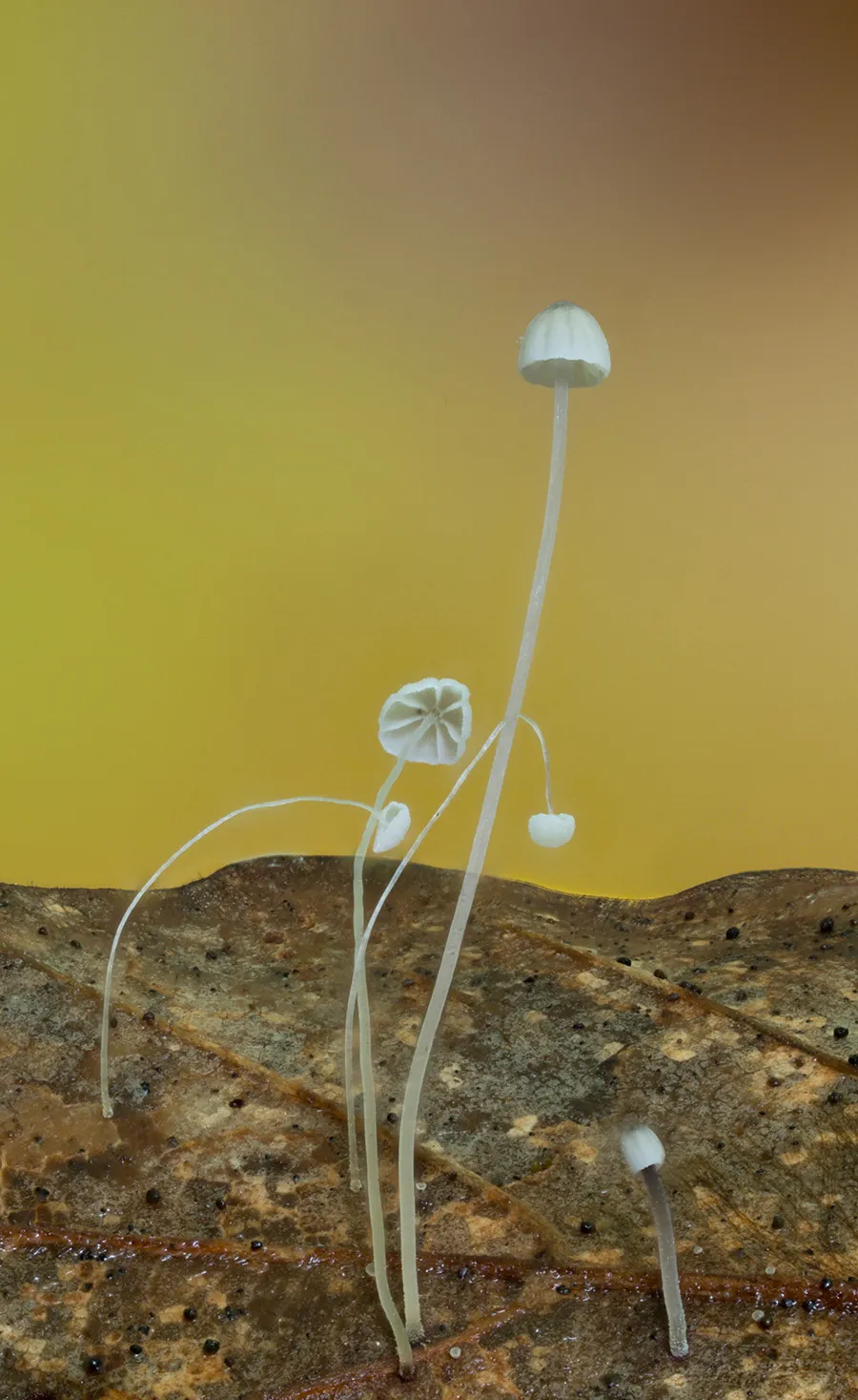 Other Mushrooms 2025 10