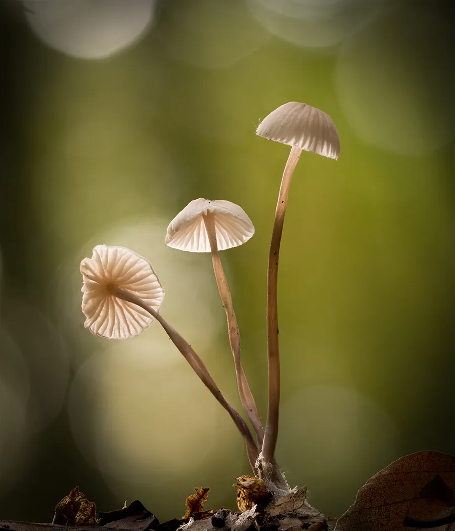 Other Mushrooms 2025 13