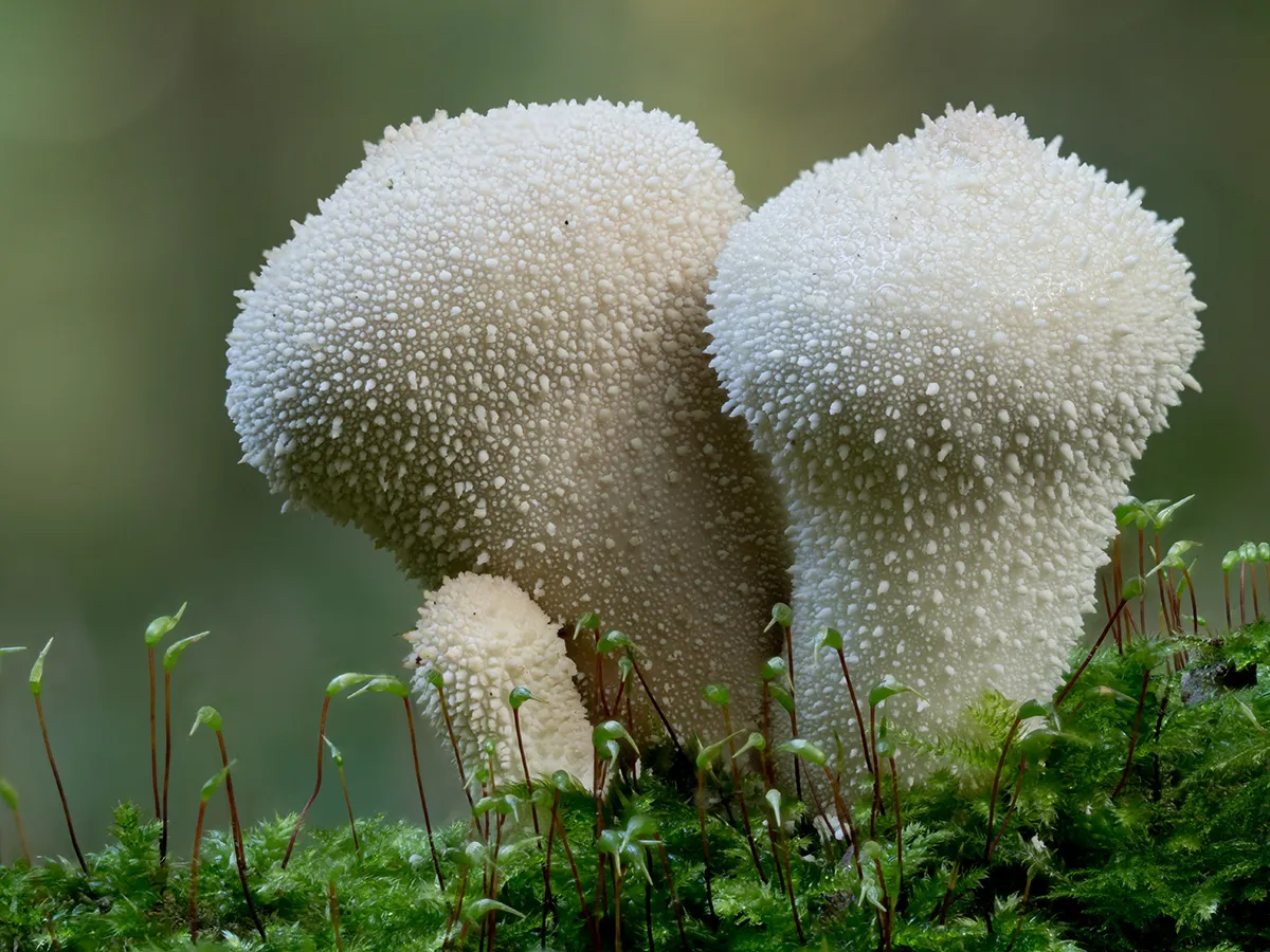 Other Mushrooms 2025 15