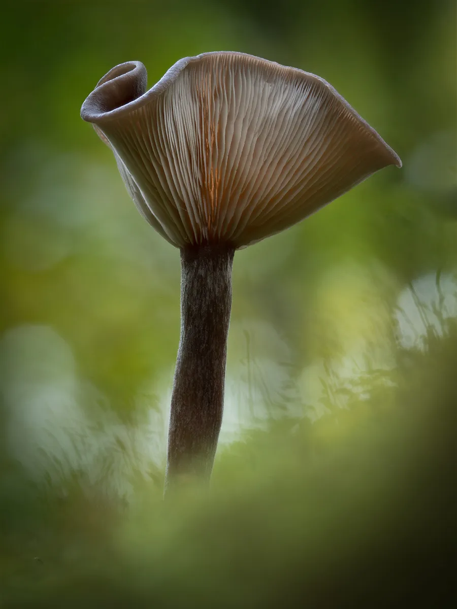 Other Mushrooms 2025 19