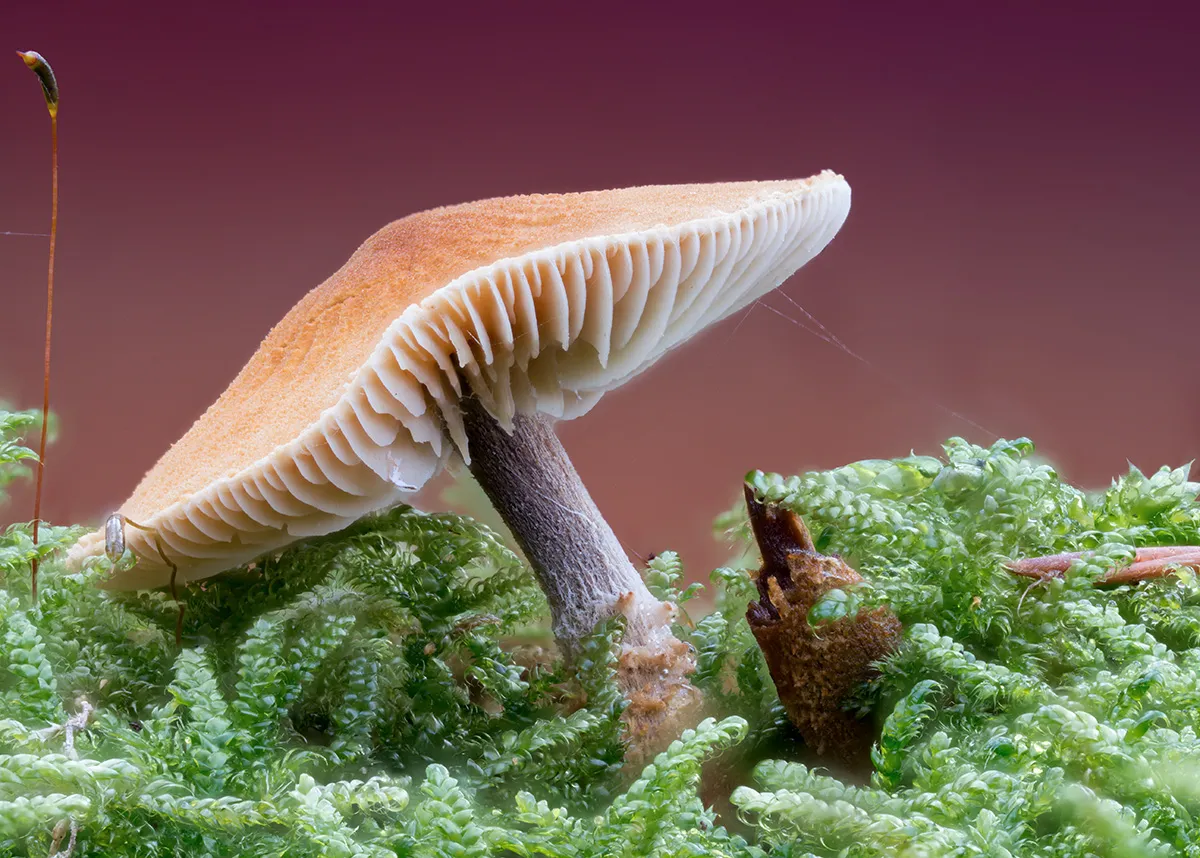 Other Mushrooms 2025 21