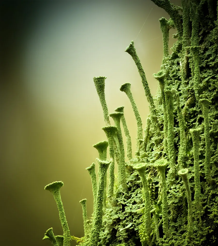 Other Mushrooms 2025 23
