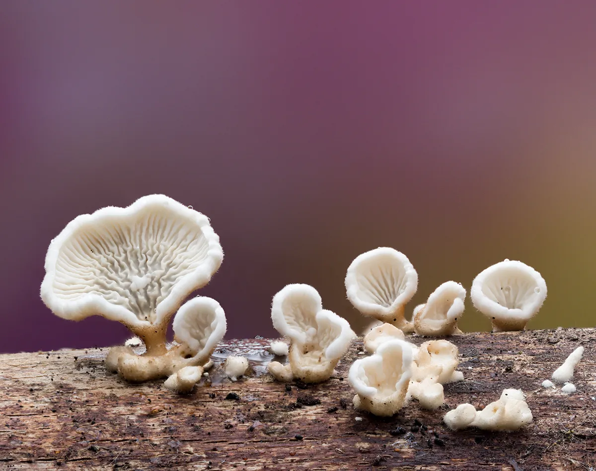 Other Mushrooms 2025 24