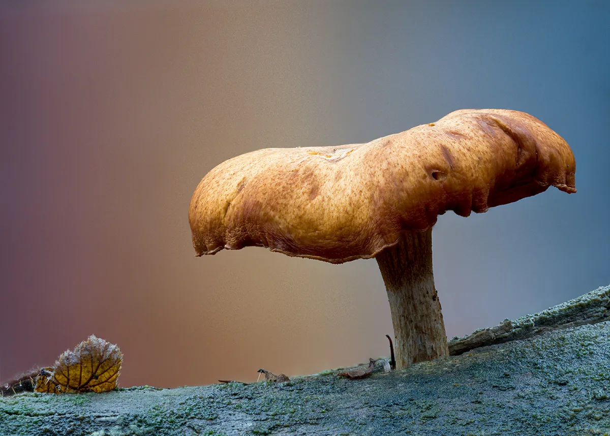 Other Mushrooms 2025 27