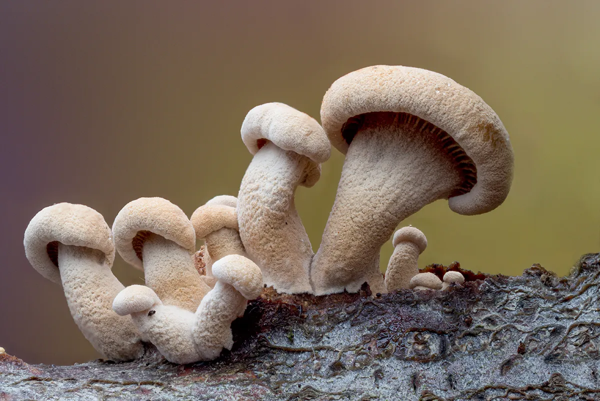 Other Mushrooms 2025 29
