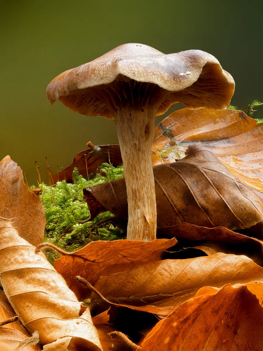 Other Mushrooms 2025 30