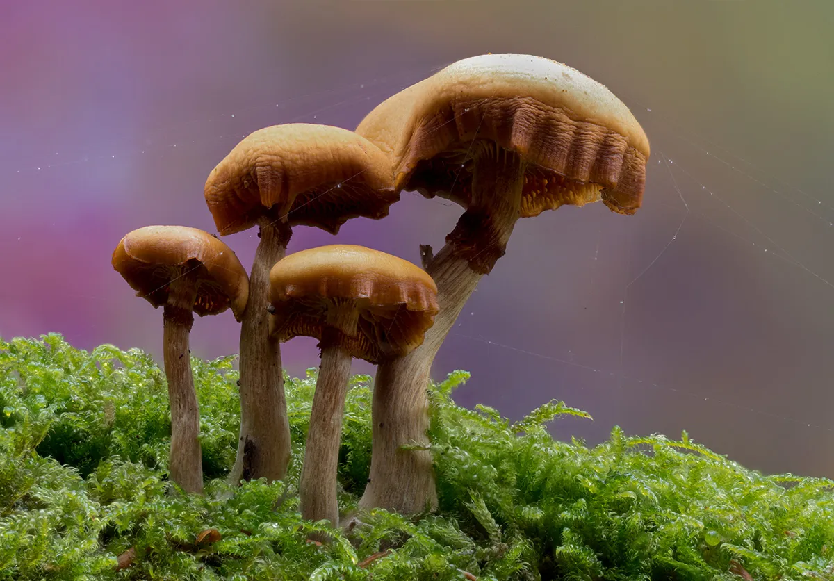 Other Mushrooms 2025 31