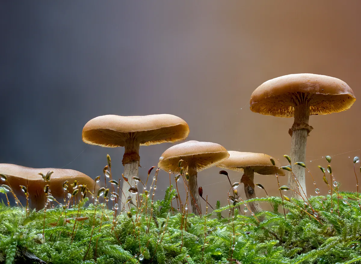 Other Mushrooms 2025 32