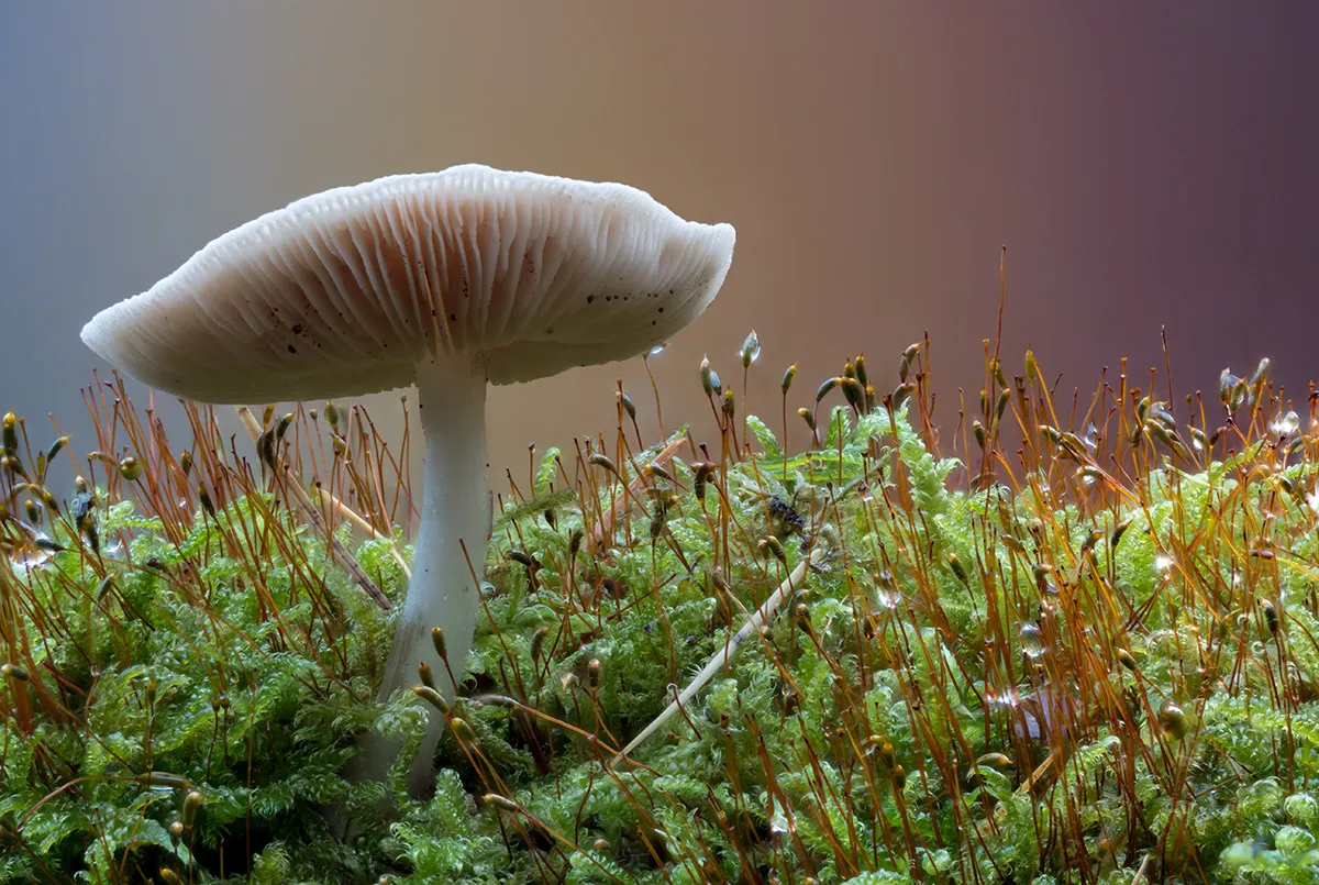 Other Mushrooms 2025 33